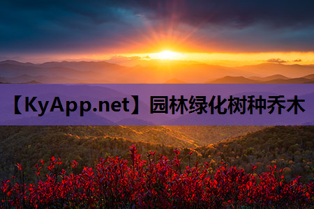 园林绿化树种乔木