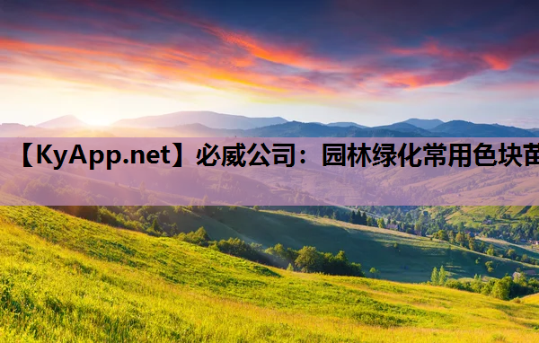 园林绿化常用色块苗